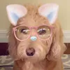 bellathekarendoodle