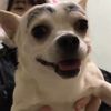 rikoriko.animal