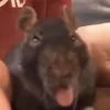 gutterratt