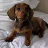 _littleoaty