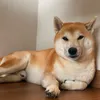 柴犬マイロくん★
