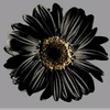 blackdaisy211