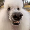 laurariv_