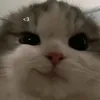tznmm_qw