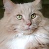 collins_cats