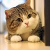 jentkuma_jj