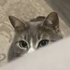 wafamnsf