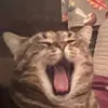 amandagaskin