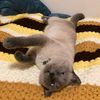 crazycatmom21