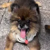 tiktok_ancutcho
