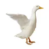 convvitvang