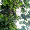 www.kepo17.com