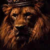 sabiofthejungle