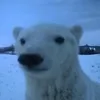 localstepjosh