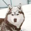 husky_milo_