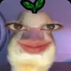 clfnn