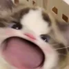 donatbulats