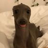 helenaishotandsad