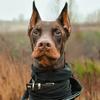 doberace