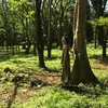 tutubisatabingilog