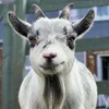 The_Goats_That_Cud
