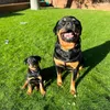 Rottweiler Mum