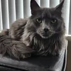 stoneytheneb