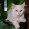 kucing_lampung