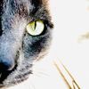 catmanevan30