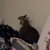 urfaveburntchickennugget