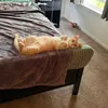 doritoonyourtoe