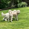 bakerandleo