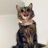 bubbles_the_feral
