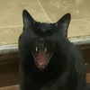 baterwottle