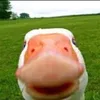 1silly_goose1