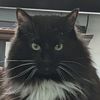 soxtheawesomecat