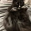 tinybellz44