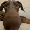 magsthesloth