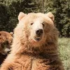 bearthebearbear