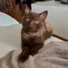 sushiiiicat