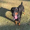 tidethedoberman