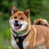 gokutheshibainu