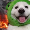purrinamattel69