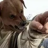zoiezootedd