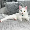 sylvietheboy