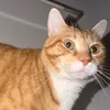 hunniboy.co