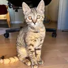zumyi