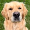 kenzothegolden