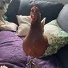 krysjones1