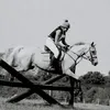 equineabi